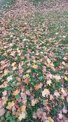 autumn leaves on the ground