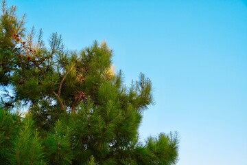 Evergreen spruce against a beautiful blue sky background. A close up of a tree. Copy space for text Christmas wallpaper