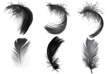 Beautiful collection black feather isolated on white background