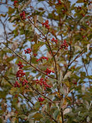 red berries in autumn