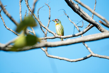 Coppersmith barbet