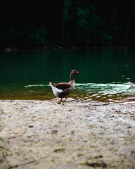 duck on the lake