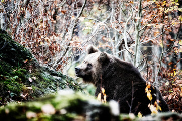 Brown bear (Ursus arctos arctos), outdoor In the National Park Bavarian Forest, Germany