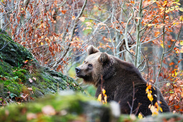 Brown bear (Ursus arctos arctos), outdoor In the National Park Bavarian Forest, Germany