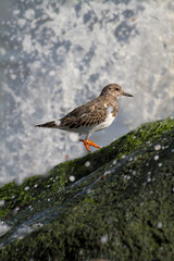 Turnstone, Arenaria intrepres, Standing On A Sea Weed Covered Rock With A Wave Breaking Behind It. Taken at Hengistbury Head UK