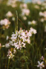 Pink Flowers Of Saponaria Officinalis On Field In Summer Day
