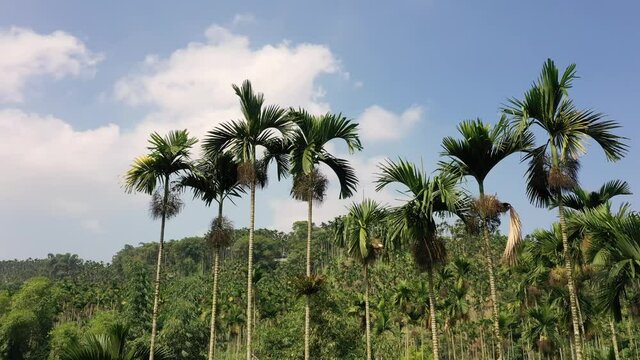 betel nut tree