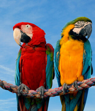 Gold and Blue macaw with a Scarlet macaw