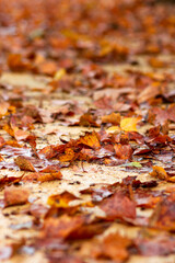 Hojas sobre hojas, colores de otoño