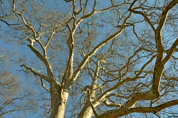 Leafless tree photograph from down with blue sky