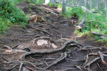 roots on path in the wood