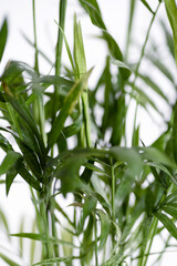 CHAMAEDOREA ELEGANS Potted plant. Leafs texture.
