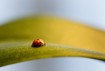 Miss Ladybug