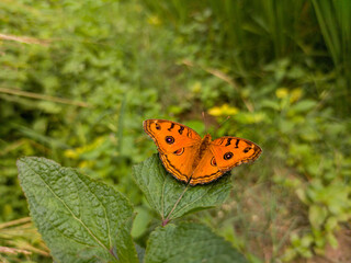 butterfly on a flower