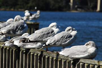 Seagulls rest on pier on Solomons Island, Maryland. Located in Calvert County adjacent to the Patuxent River and Chesapeake Bay. Gov. Thomas Johnson bridge appears in background. - obrazy, fototapety, plakaty