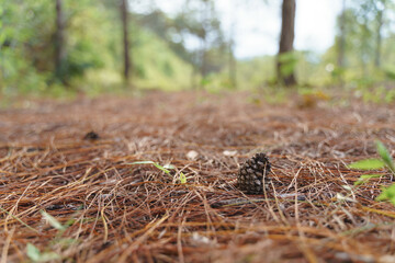 Dried pine cone