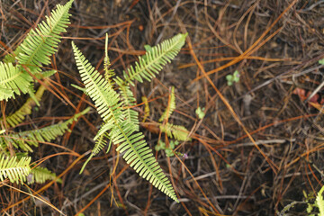 Small green branches of a fern leaves