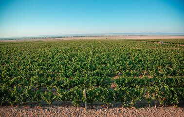 Vineyards at sunset in autumn harvest. Ripe grapes in fall.
