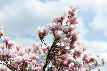 Magnolienblüte