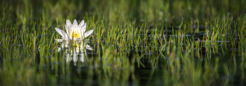 eine einsame wei&szlig;e Seerose zwischen Seegras