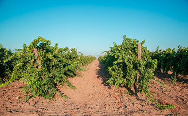 Fototapeta na wymiar Vineyards at sunset in autumn harvest. Ripe grapes in fall.