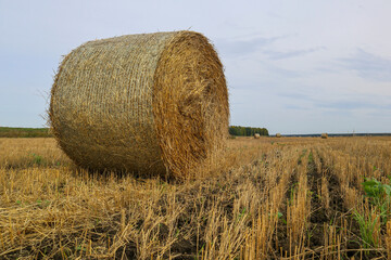 Haystack in the field. Autumn rural landscape.