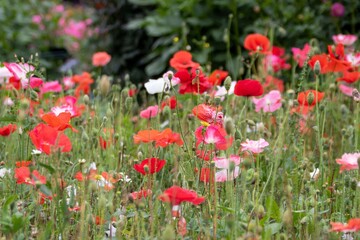Obraz na płótnie Canvas beautiful poppies in a wild flower meadow