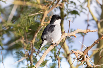 Fiscal flycatcher (Sigelus silens silens )  in acacia woodland on a freezing cold misty morning, Western Cape, South Africa with fluffed up feathers