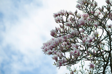 Magnolienblüte