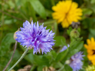  a beautiful cornflower in a wildflower meadow