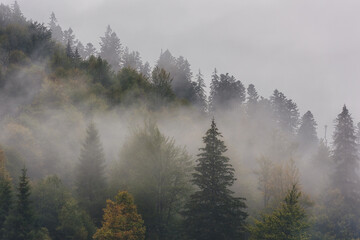 Misty landscape with fir forest, scenic view of treetops in clouds, natural background