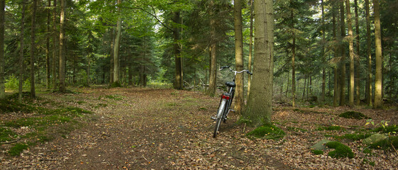 PANORAMA JESIENNEGO LASU © michalsen