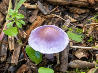 a toadstool a sign of Autumn