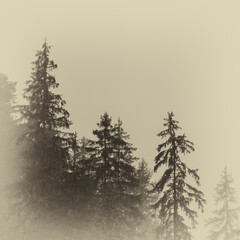 Misty landscape with fir forest, scenic view of treetops in clouds, natural background