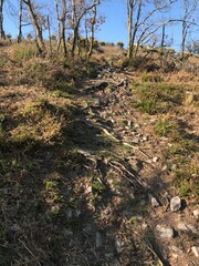 roots in mountains