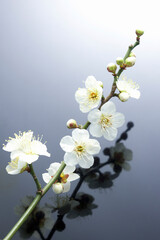 Obraz premium 梅の花