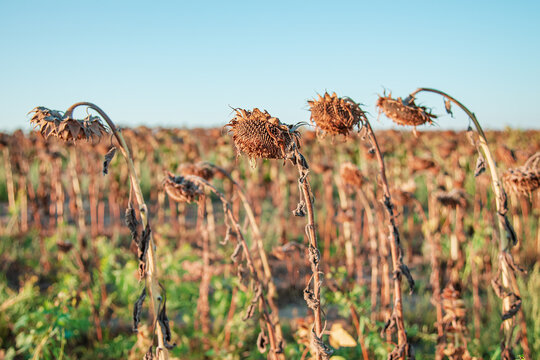 Ripe dried, ripe sunflowers on a farm field awaiting harvest on a sunny day.
