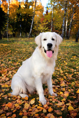 Golden retriever in in the autumn forest