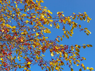 Branch of wild apple tree in autumn. Beautiful bright view of red berries and yellow leaves close-up.