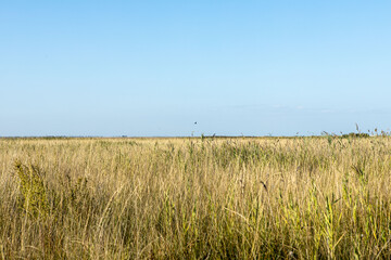 A meadow with yellowed autumn grass. Natural countryside landscape
