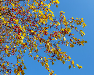 Branch of wild apple tree in autumn. Beautiful bright view of red berries and yellow leaves close-up.