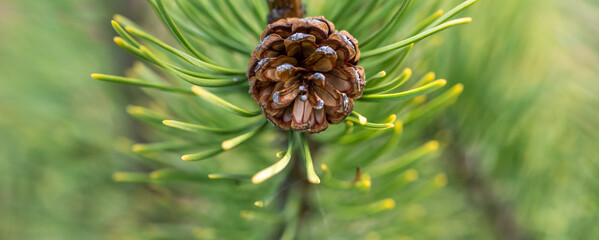 Christmas green branch with pine cone, background