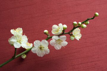 梅の花