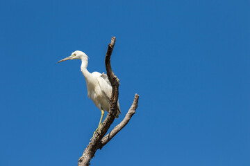 a juvinal little blue heron perched on a high dead tree limb.