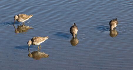 a group of sandpipers feeding on insects and other small organisms found in the mud and sand in shallow water areas.