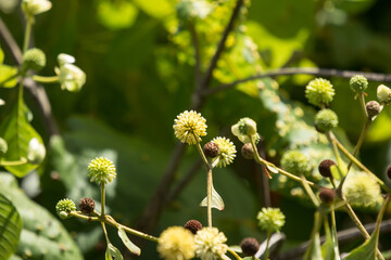 Green flower of teak tree with green leaf