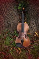 Violin lean on trunk tree,plenty of dried leaves around,blurry light around