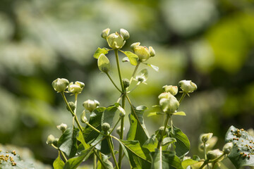 Green flower of teak tree with green leaf