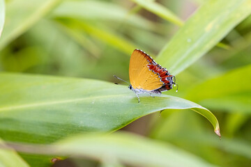 Purple Sapphire perching on plant