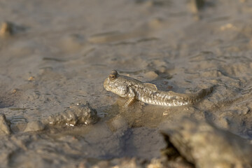 Mudskipper on Mud Flat